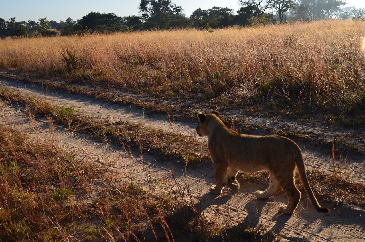 How to Protect Your Pet from Wildlife Encounters